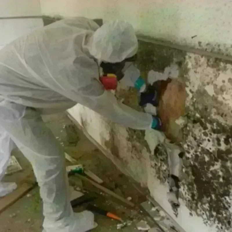 Mold Remediation and Removal in Shaw, MS